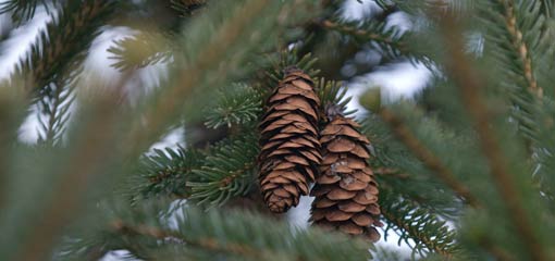 Pine Cones