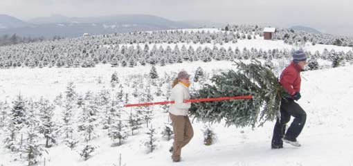 Tree Harvesting