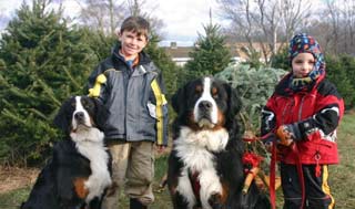 New Hampshire Christmas Trees