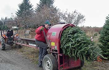 Baling Christmas Trees