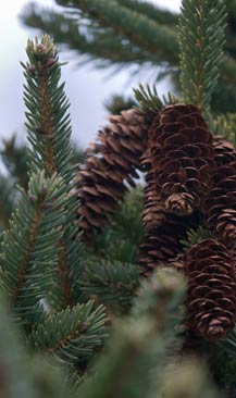 Fir Cones