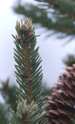 Fir Sprig