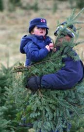 Christmas Tree Farm