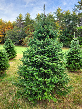 Neva Dun Farm Christmas Trees