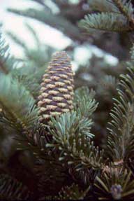 Pine Cone